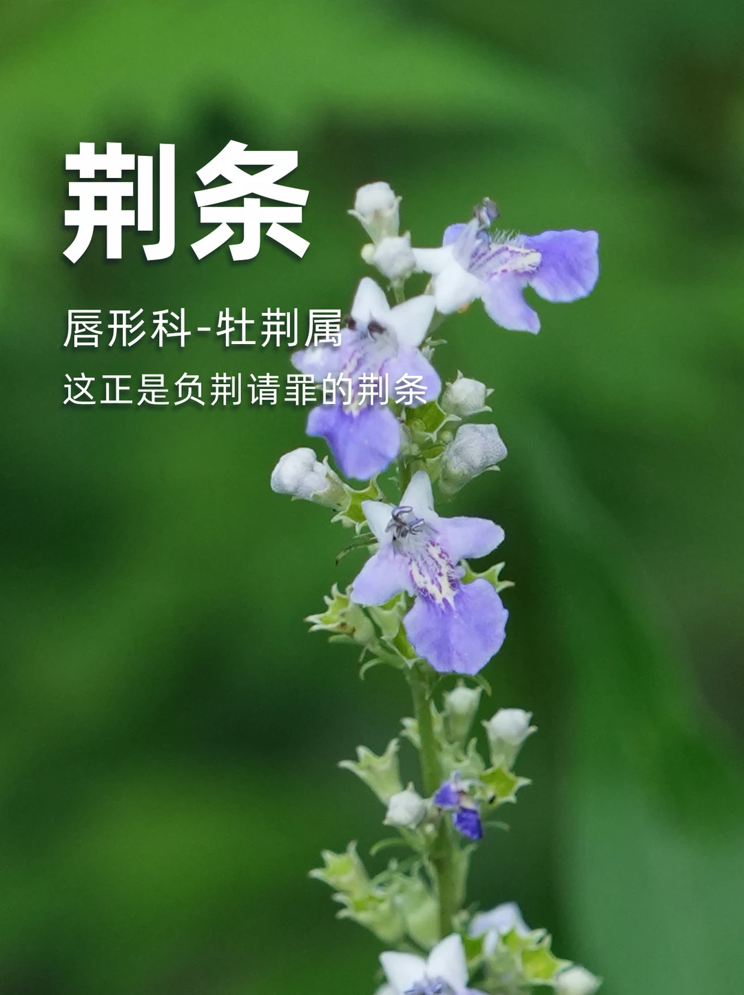 这正是负荆请罪的荆