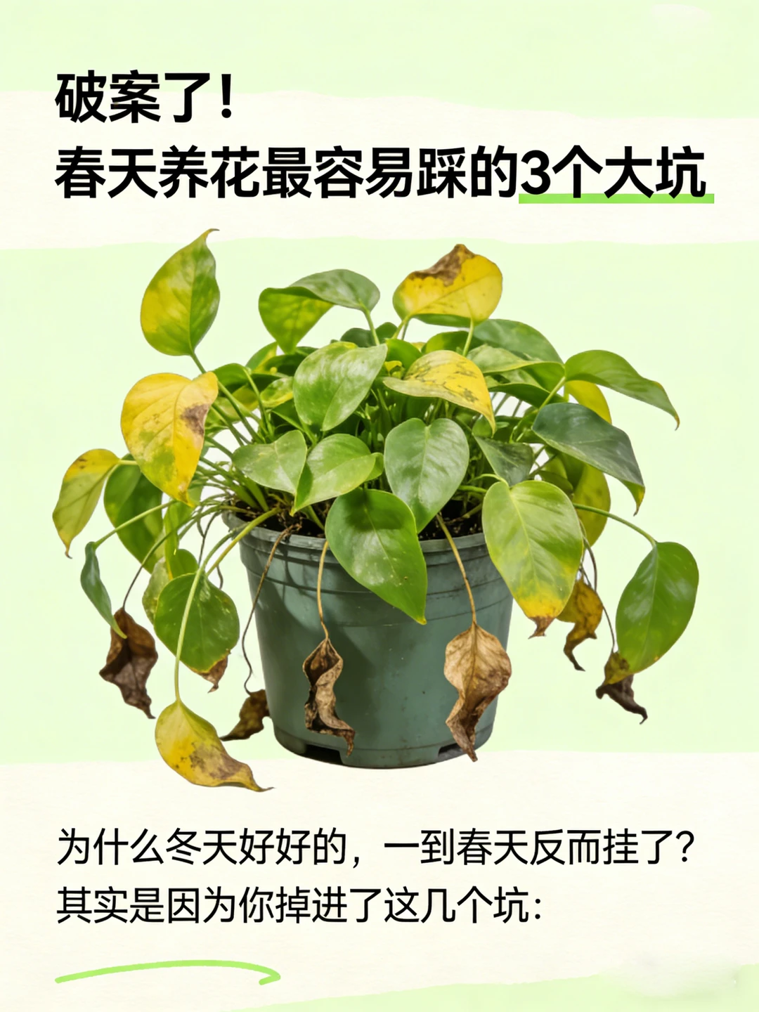 破案了！春天养花最容易踩的3个大坑！