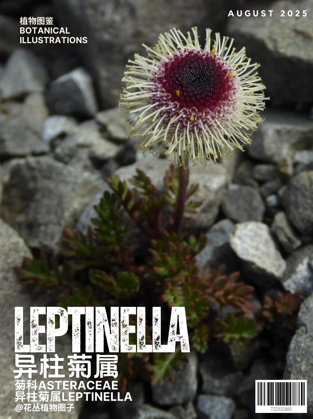 异柱菊属Leptinella