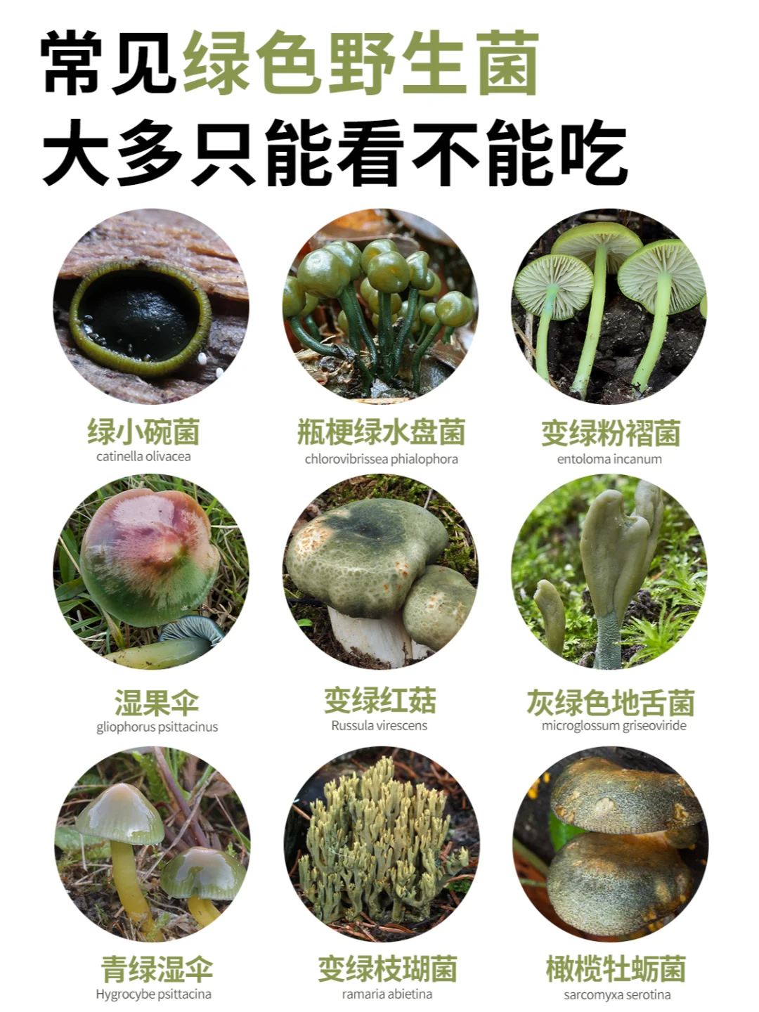 绿到心坎里！9种绿色野生菌，美得很犯规