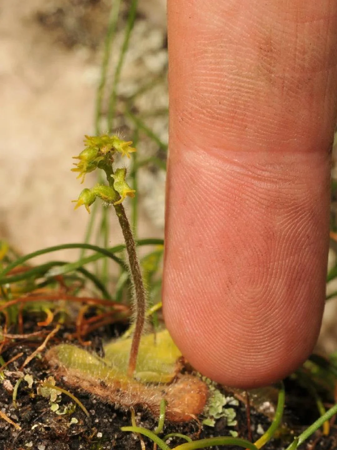 绒凤兰-毛海参Holothrix villosa