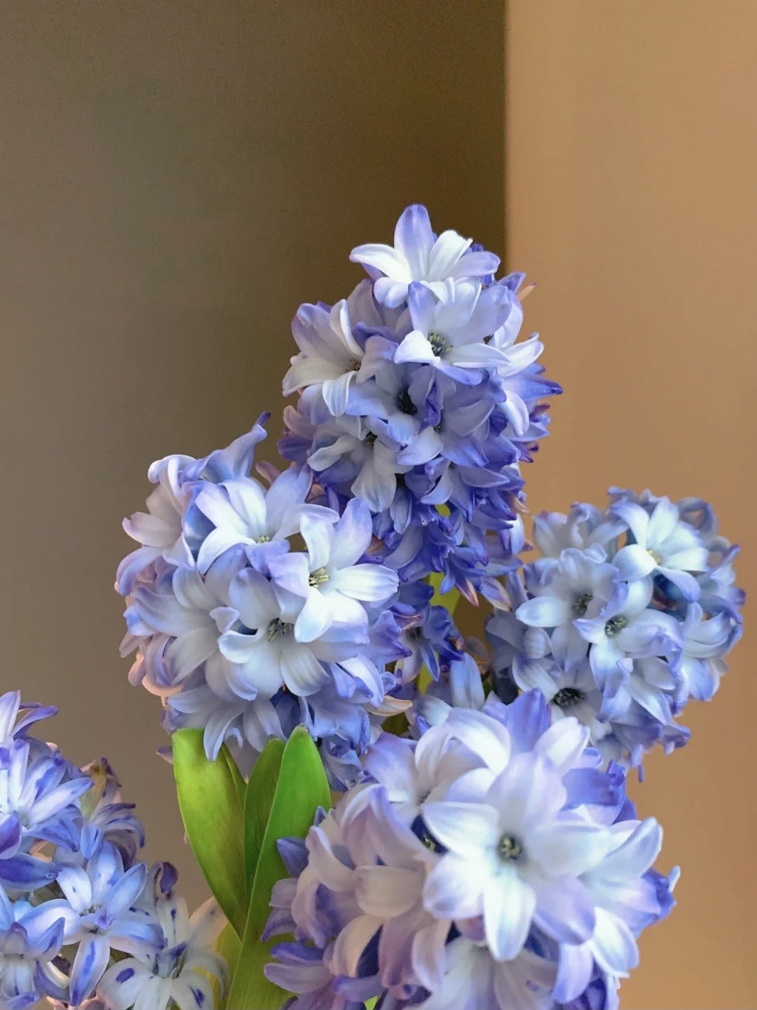 带你每天认识一种鲜花24｜风信子