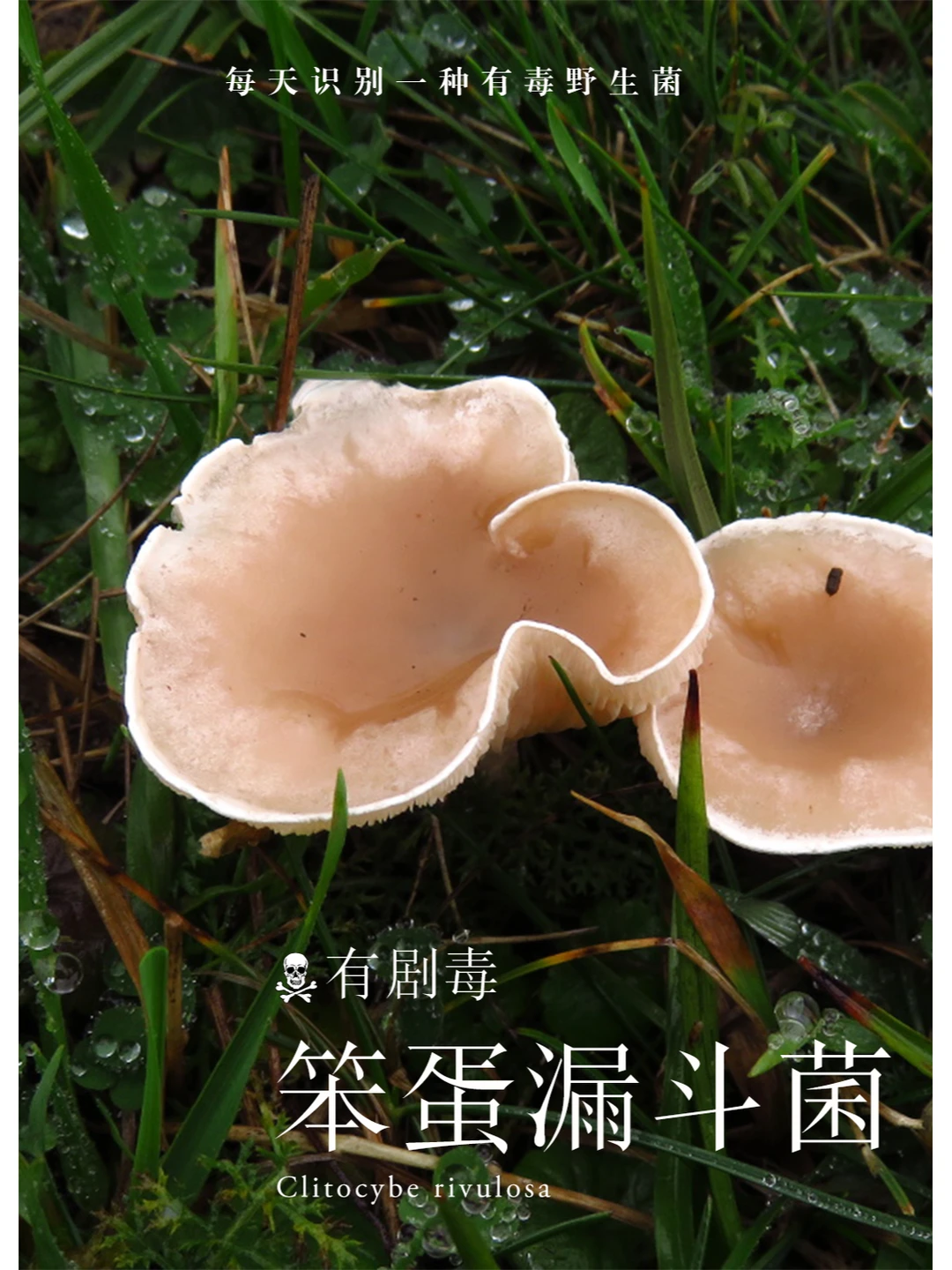 笨蛋漏斗菌含有毒蝇碱，有剧毒，一定小心