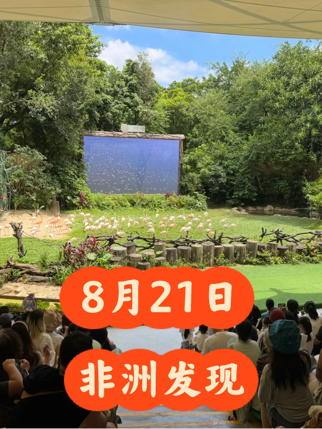 长隆野生动物世界8月21日导游带玩
