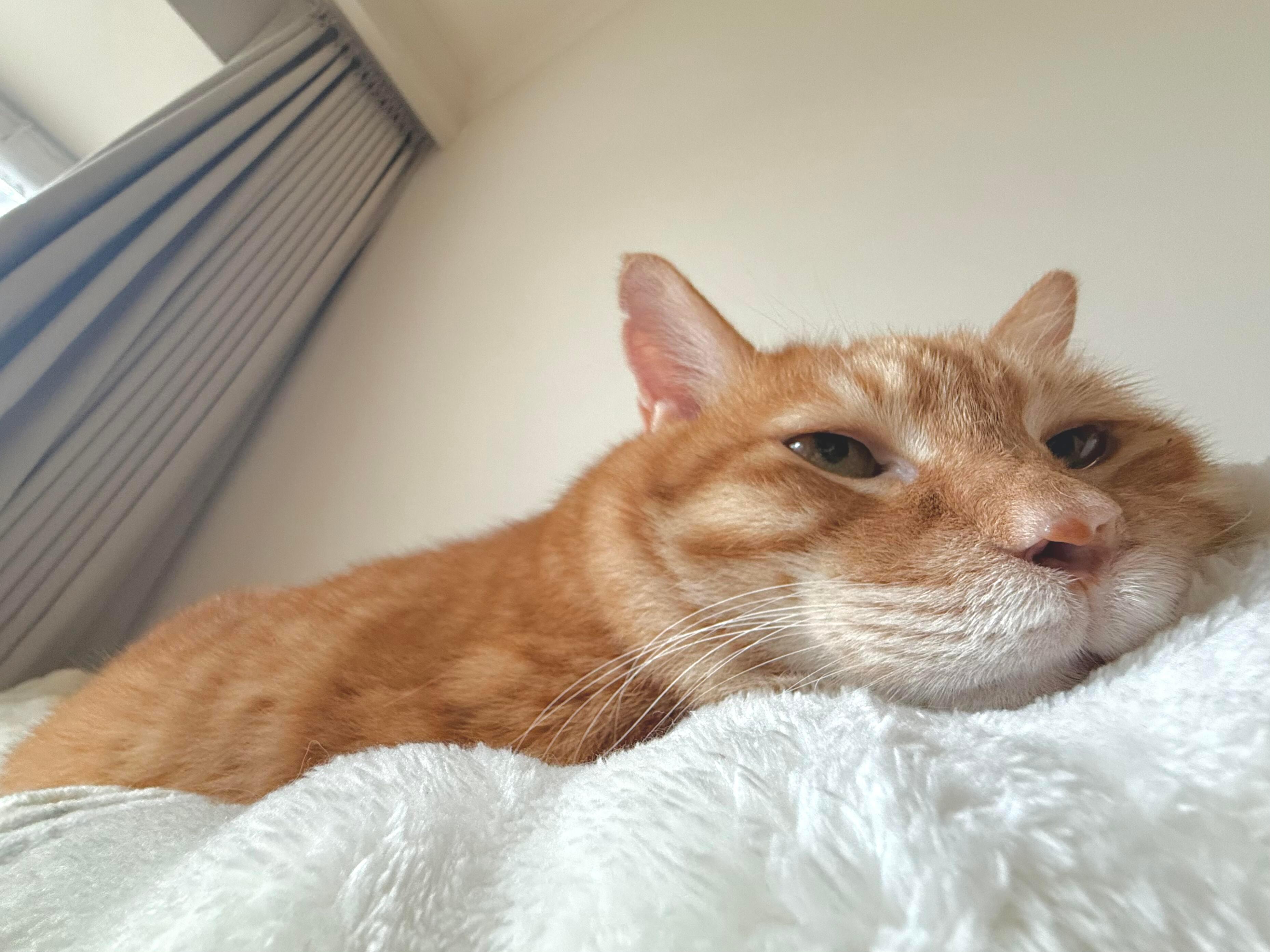 可爱小橘🐈金秋壁纸大放送