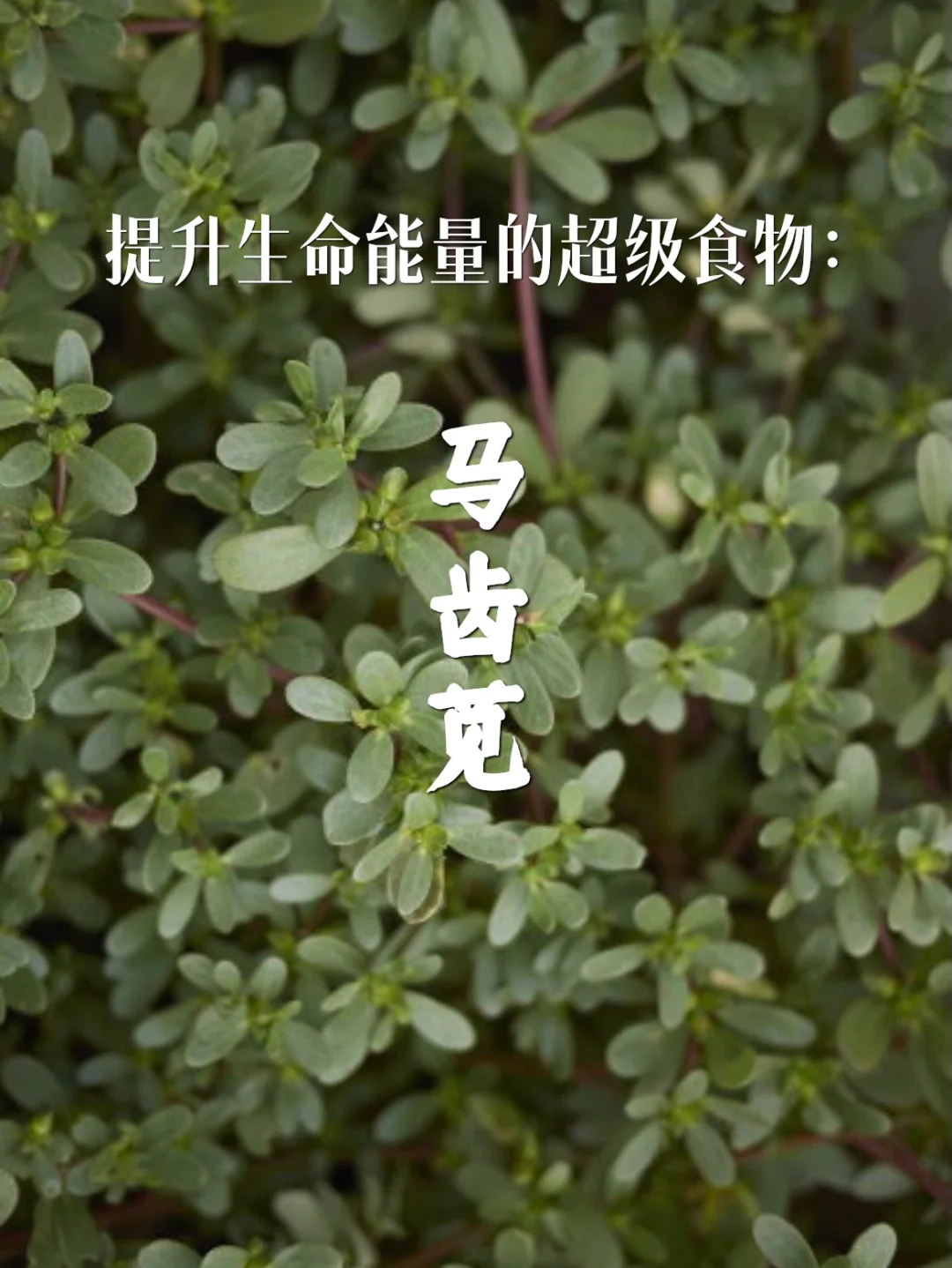 宇宙疗愈食物之（路边不起眼的野草）：马齿苋