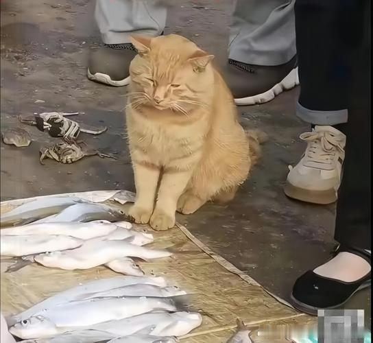 刚在菜市场看到一只流浪猫，蜷缩在角落里。 我蹲下去想摸摸它，它犹豫了一下，还是蹭了过来。 它的眼睛很大，全是警惕，但又渴望亲密。 我买了根火腿肠喂它，它吃得狼吞虎咽。 希望所有的小生命都能被温柔以待。 如果你也遇到流浪动物，请给一点食物或者一个微笑，它们会记得的。 ​