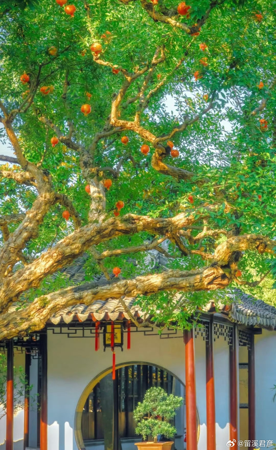 #君彦早安# 20260820周四，早安吉祥！“  榴旺家兴 … ” ​​​

当抄袭的代价远不足以形成威慑，“文化人”的翻车事故也只会复制黏贴不断重演，仲树抄袭翻车；我预判以后边防海岛全部机器人堡垒守卫；角色之变，是转折点的开始，我们如何看待世界，世界什么样的眼光看待我们，参与和融合正考量着也会 ​