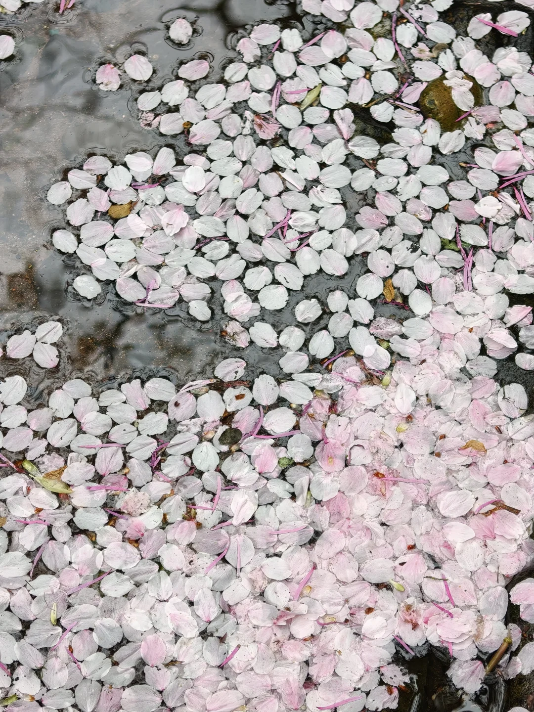 3.31实况live图，杭州的樱花雨🌸鲨疯了