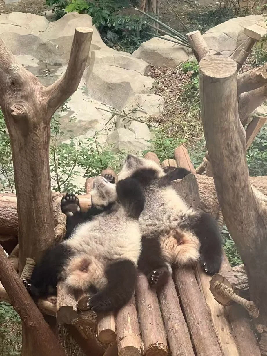 养猫的人才懂这一刻吧