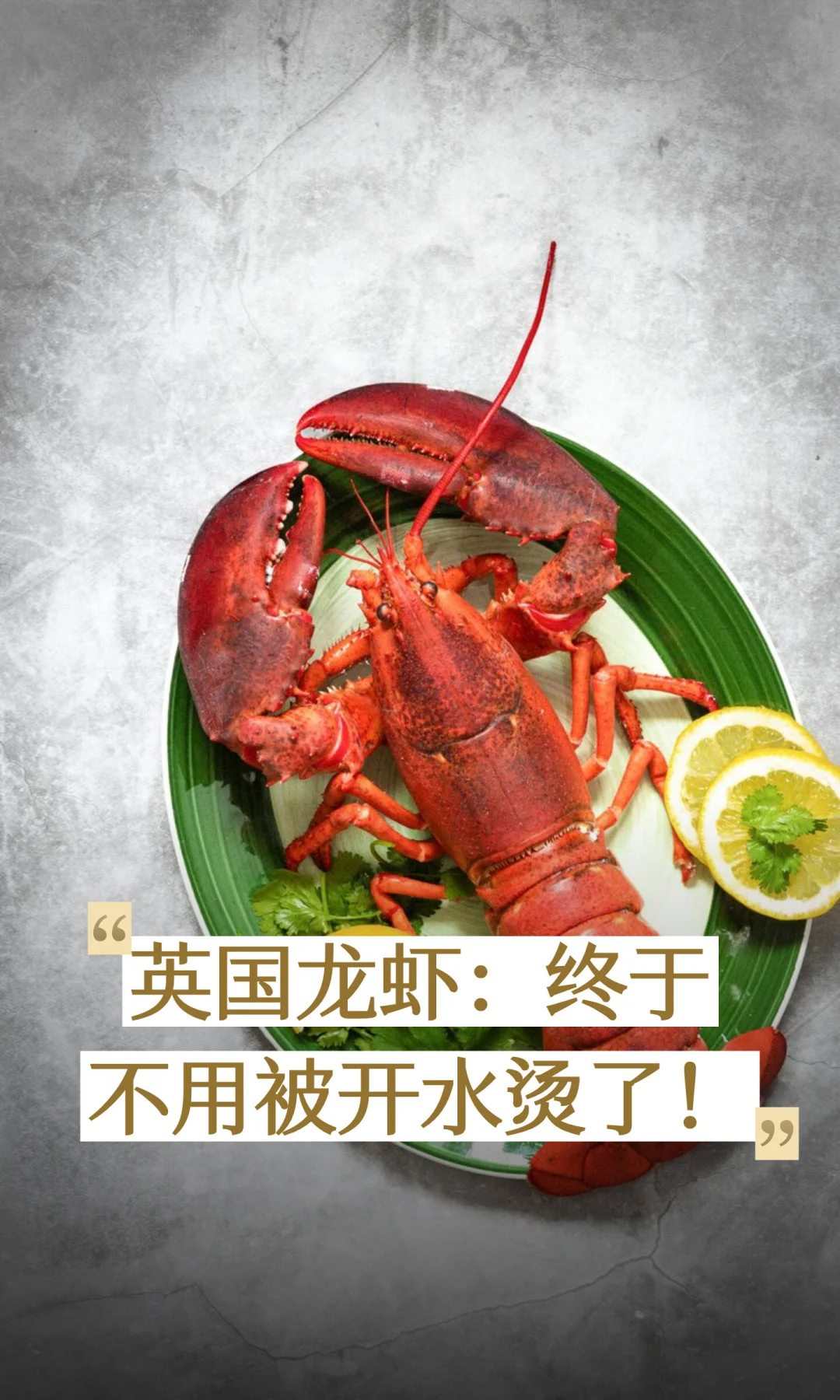 英国龙虾：终于不用被开水烫了！商家却哭了