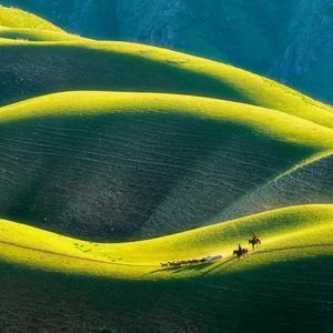 智勇双全奶牛猫