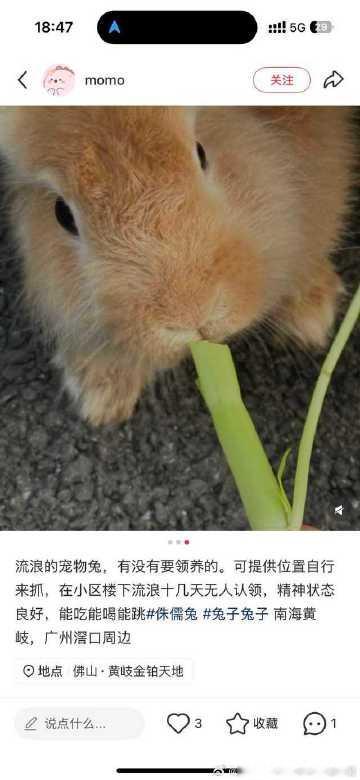 12816🐇<br />南海黄岐，广州滘口周边有一只流浪兔，在小...
