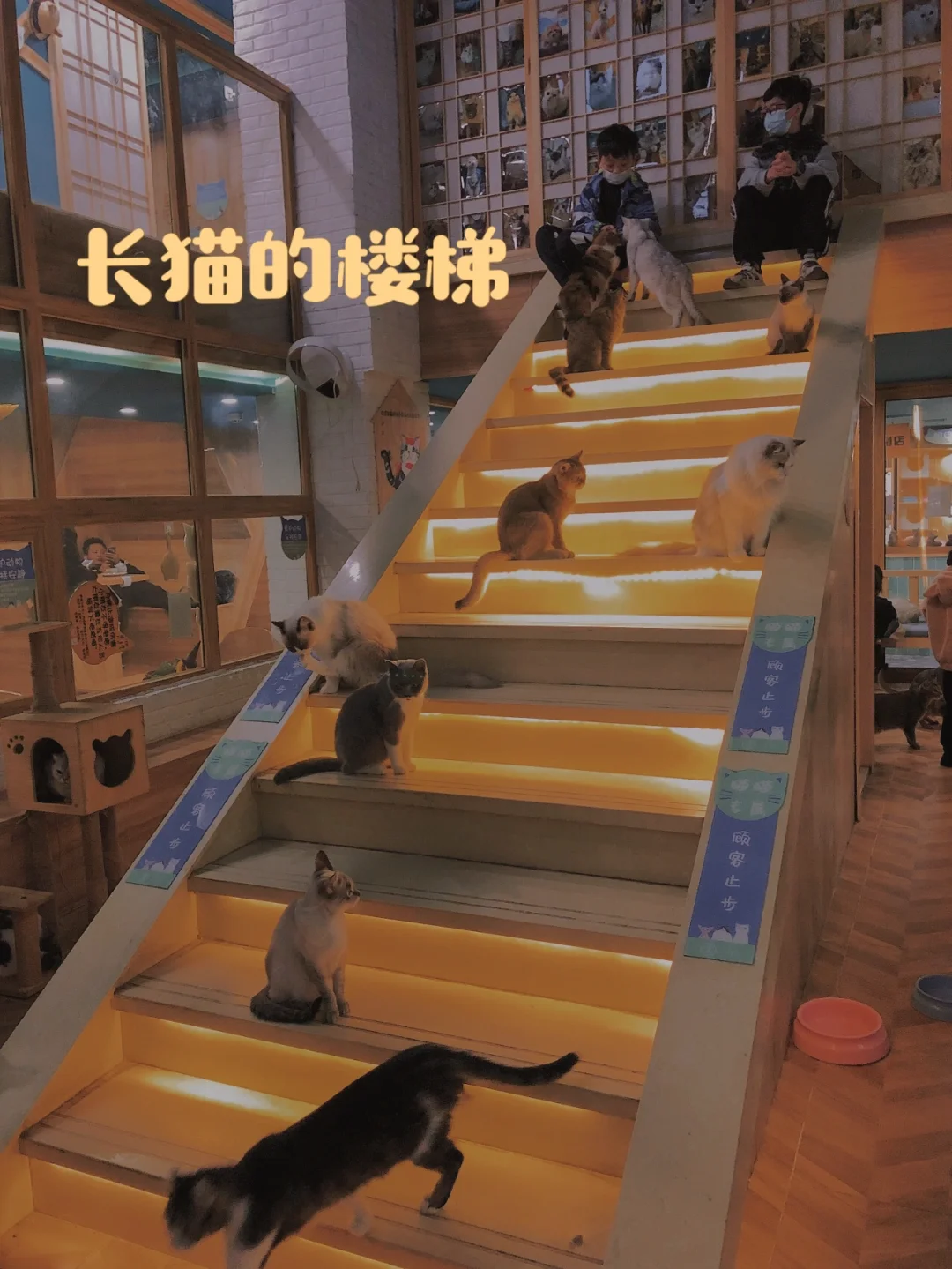 武汉遛娃第1️⃣3️⃣站—撸猫的快乐你不懂🥳