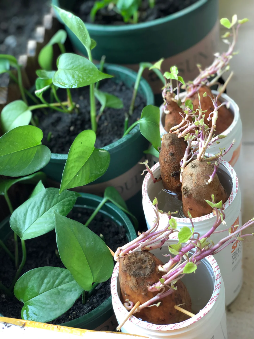 美姐姐日常之红薯水培和土培哪个更好呢