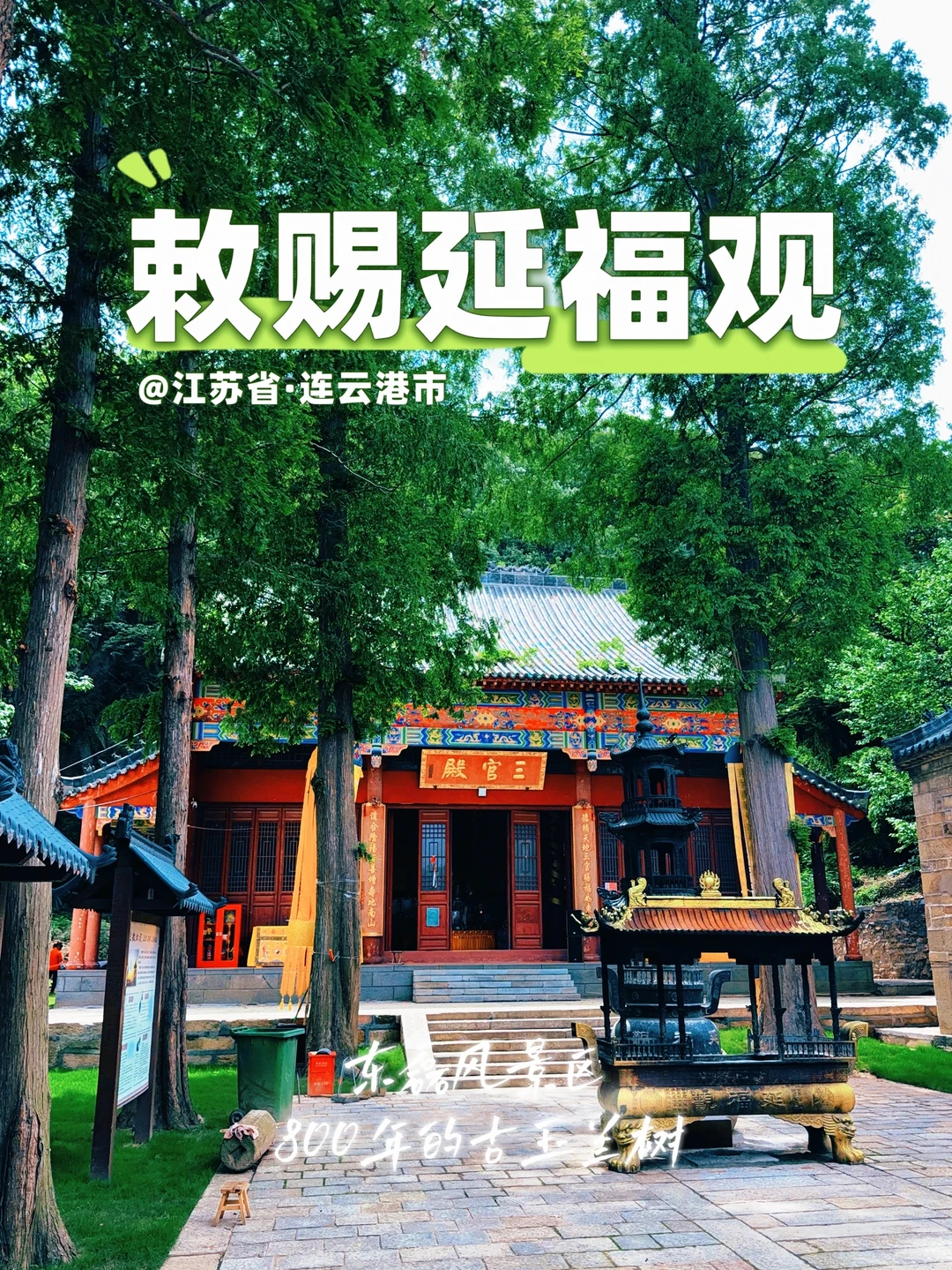 176.连云港延福观，千古玉兰开，山海清净地！