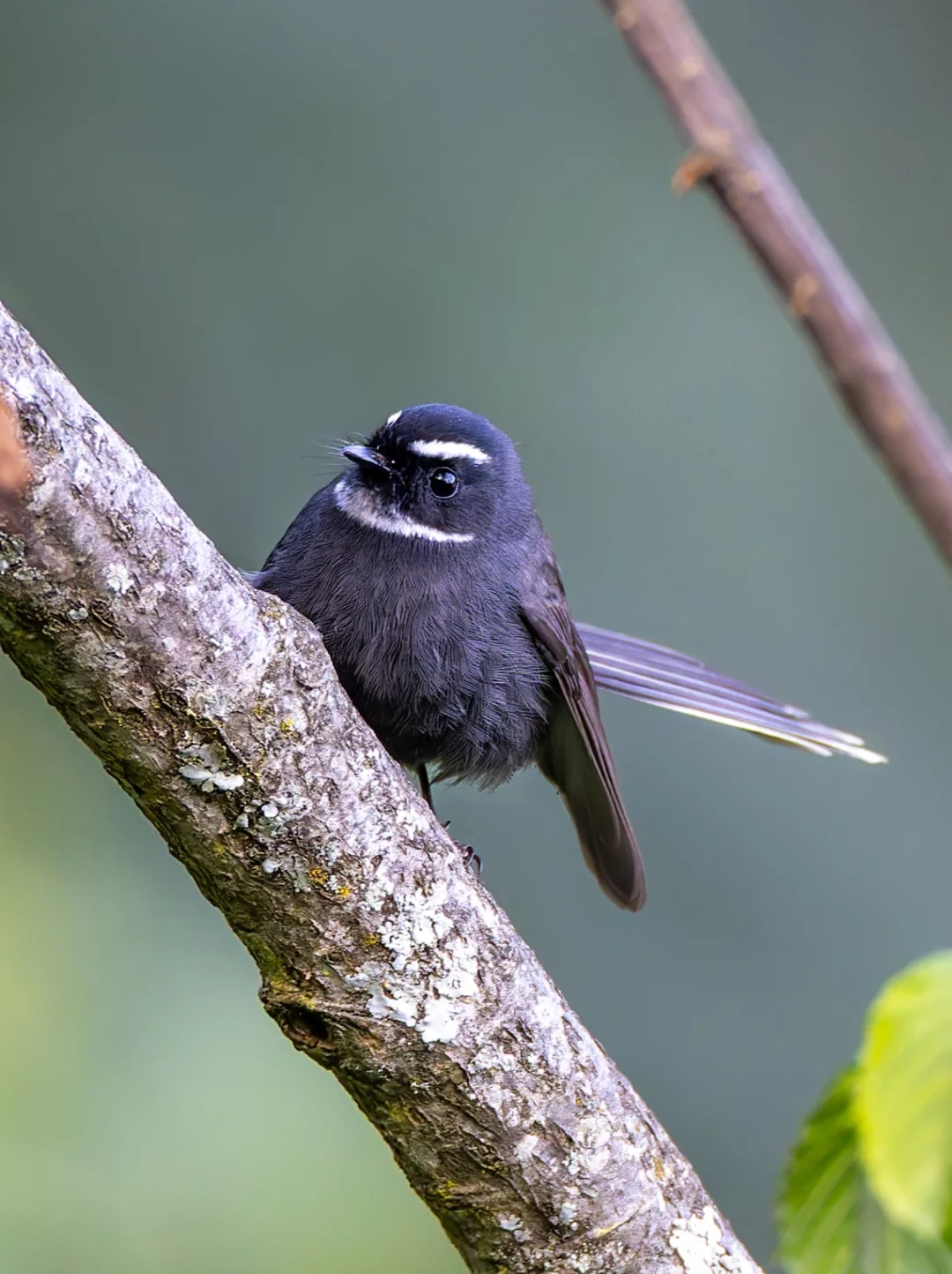 树上结了一个什么黑色果子？