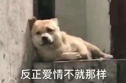 使用频率很高的表情包