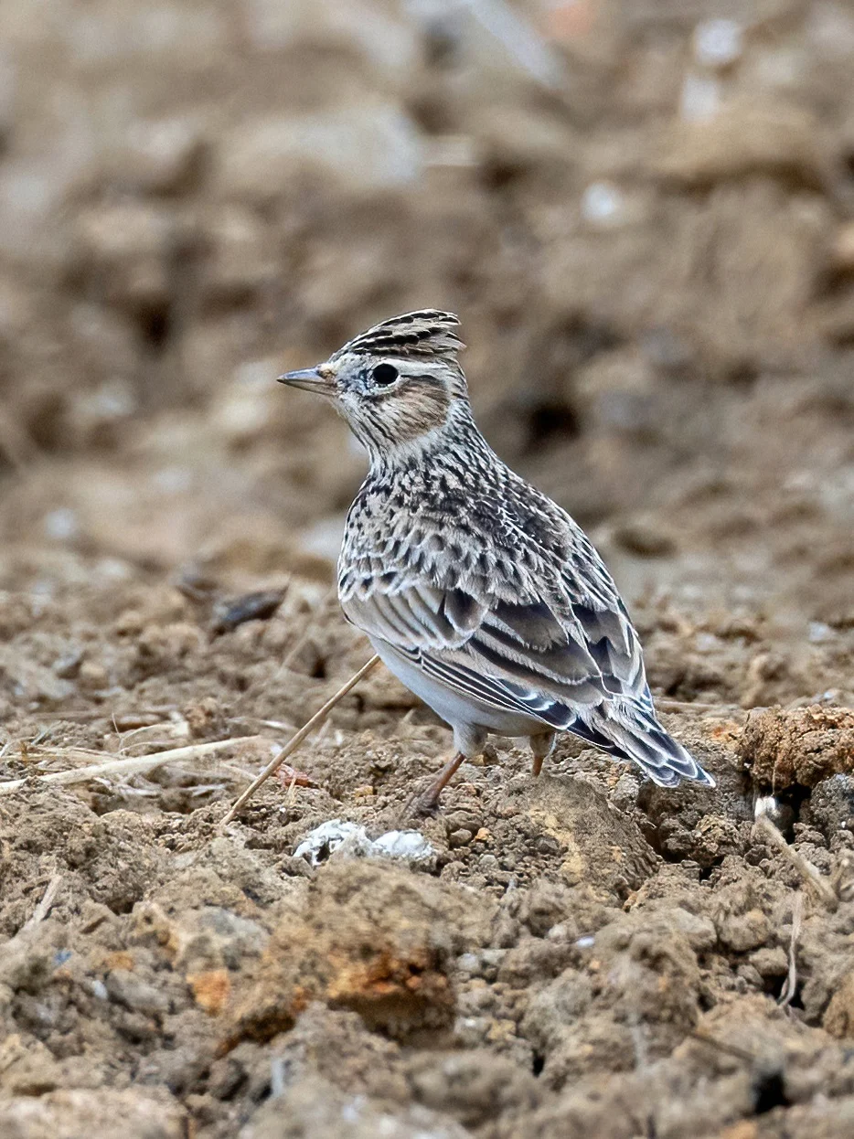 农田里的超级伪装高手：云雀