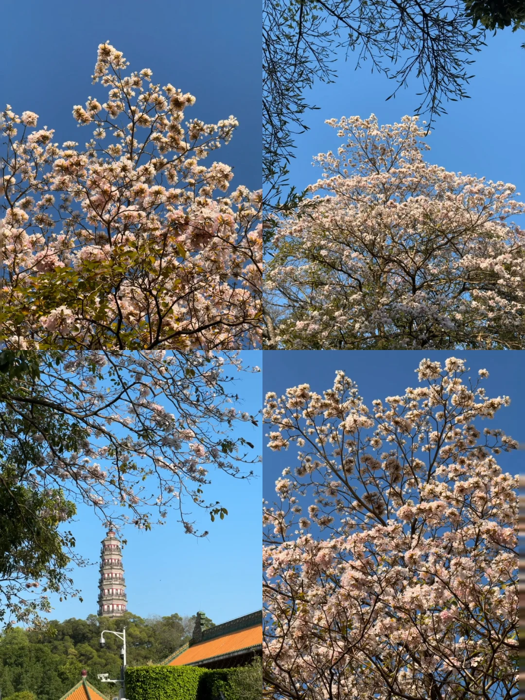 佛山这个值得N刷的公园🏞️太适合春日放空了