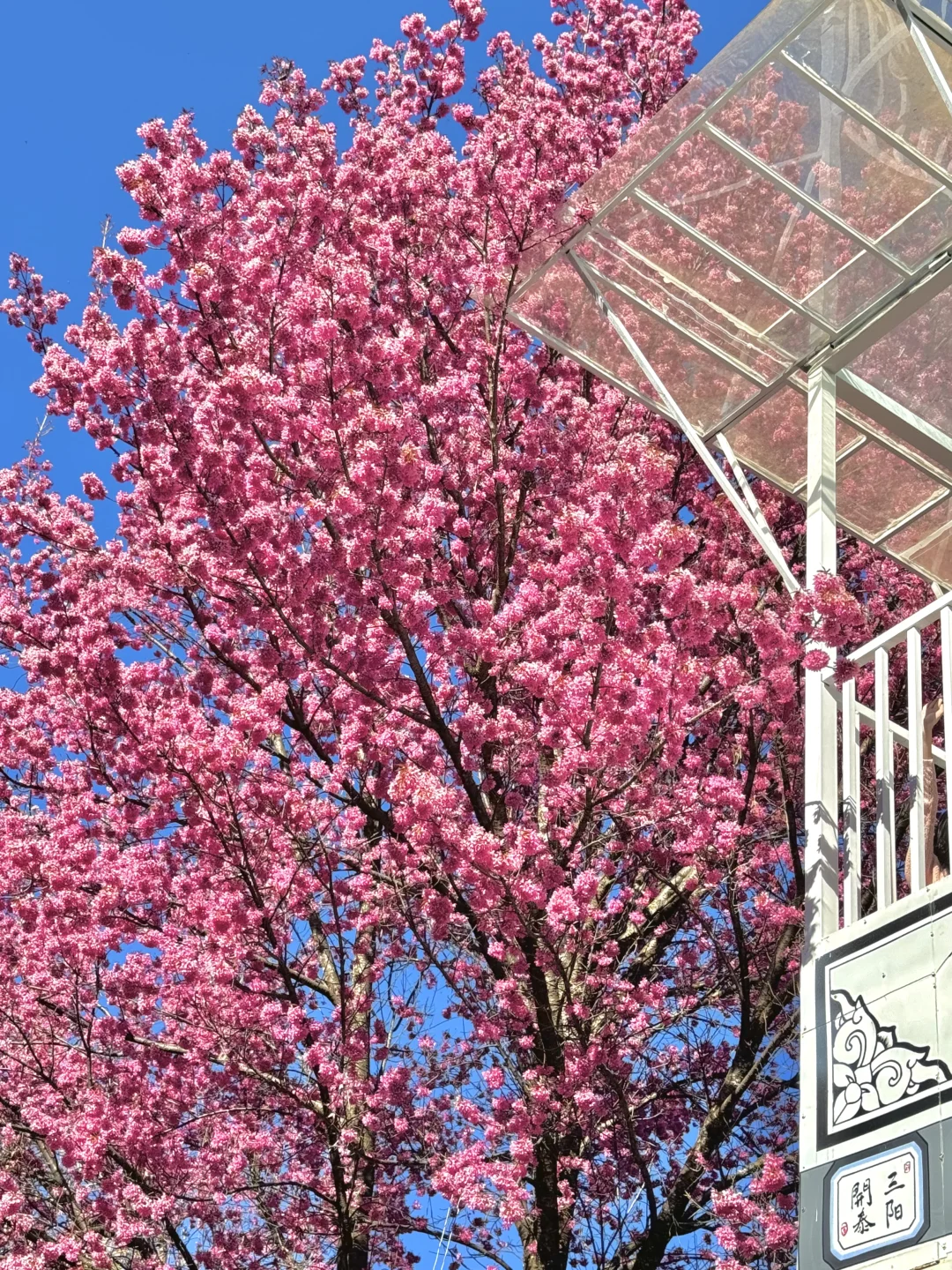 12.21live🌸 北京牛马周末不请假大理过春天