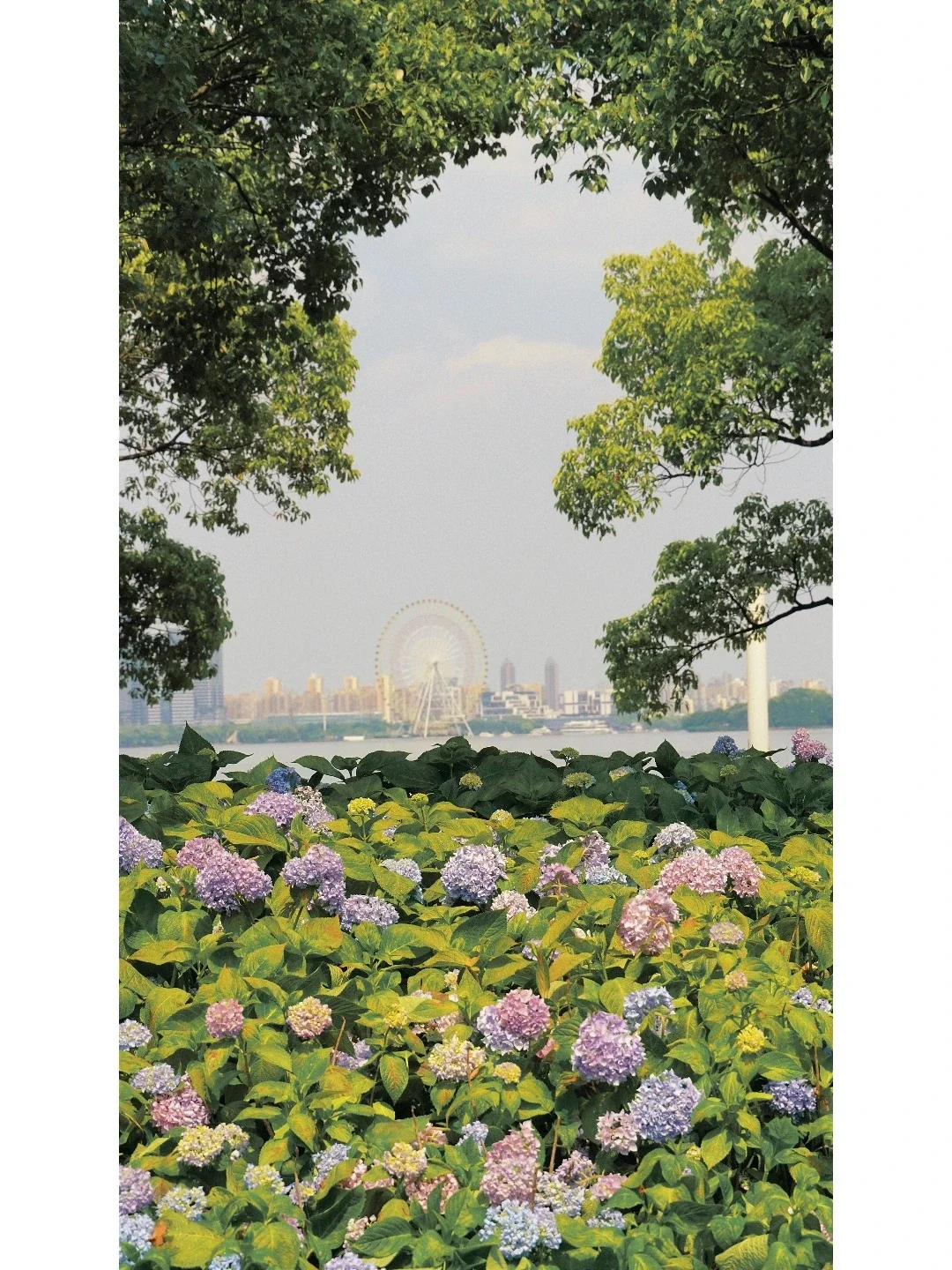 苏州金鸡湖 | 这儿有一大片浪漫的无尽夏❗️