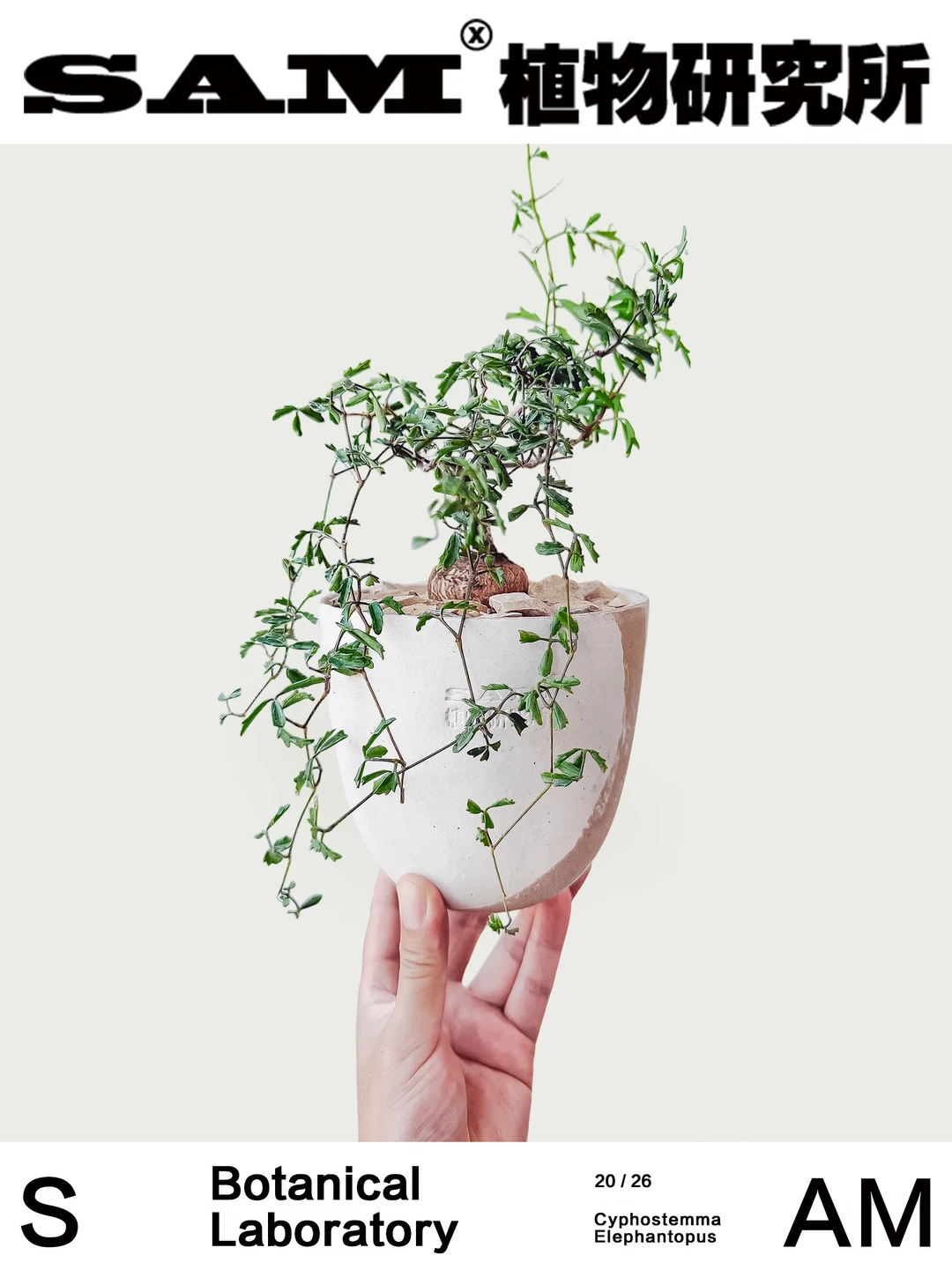 象足葡萄翁｜Cyphostemma Elephantopus