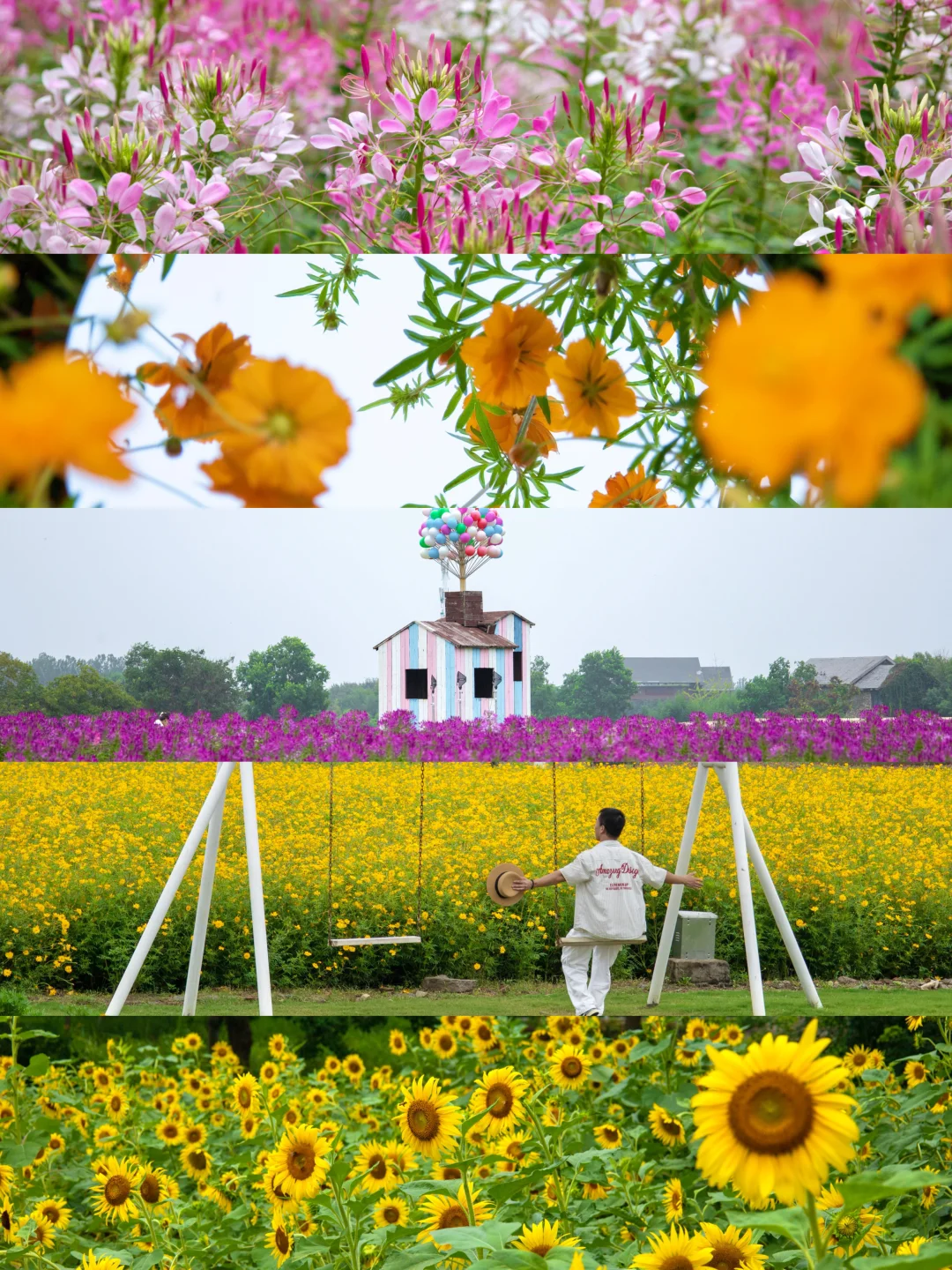 反向游成功！江苏这个小众花海已经开爆了‼️