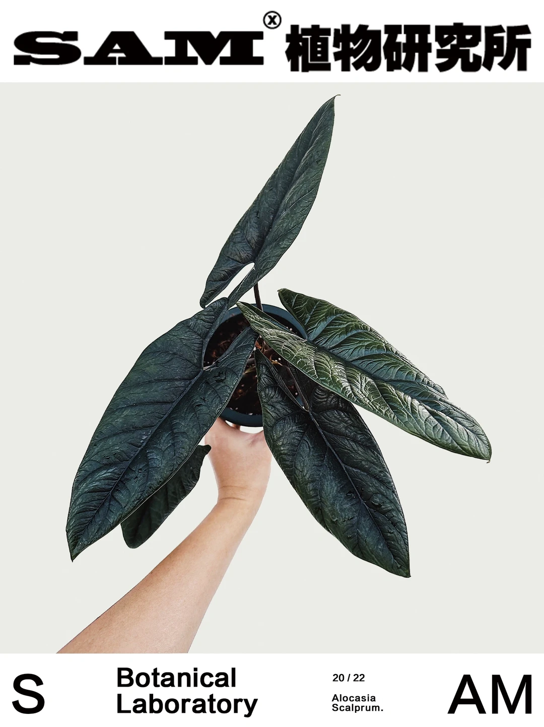 板盾海芋｜Alocasia Scalprum.