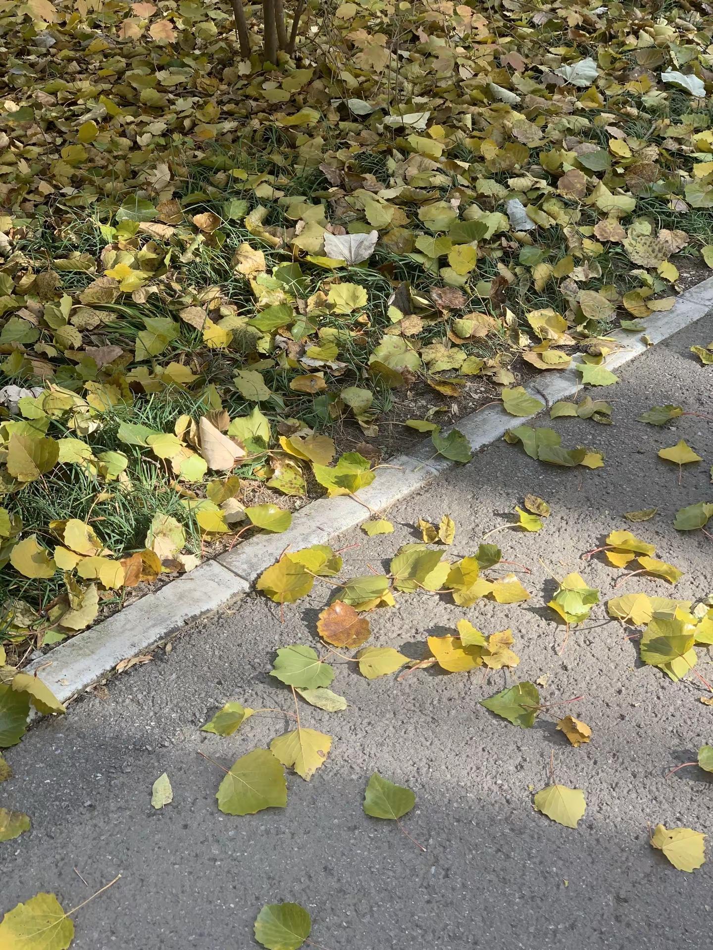在这片凋零的季节 错过就是永别 黄子弘凡 到不了的季节 秋天 5114