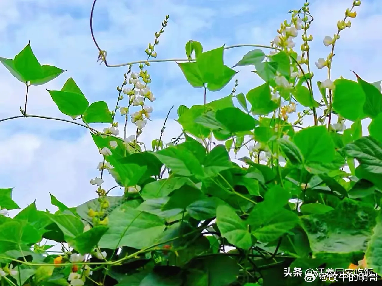 周五大A将走向何方？
昨夜今晨，美盘纳指领涨。虽说英伟达涨幅可观，不过这纯属个股行情，其余存储芯片个股大多未跟随上涨。真正表现强势的反而是AI软件板块，板块指数涨幅约达6个百分点。
美股的大幅分化，对今晨亚市开盘影响不小。个人认为，对今日大A走势影响最大的并非昨夜美盘表现。日、朝股市先 ​