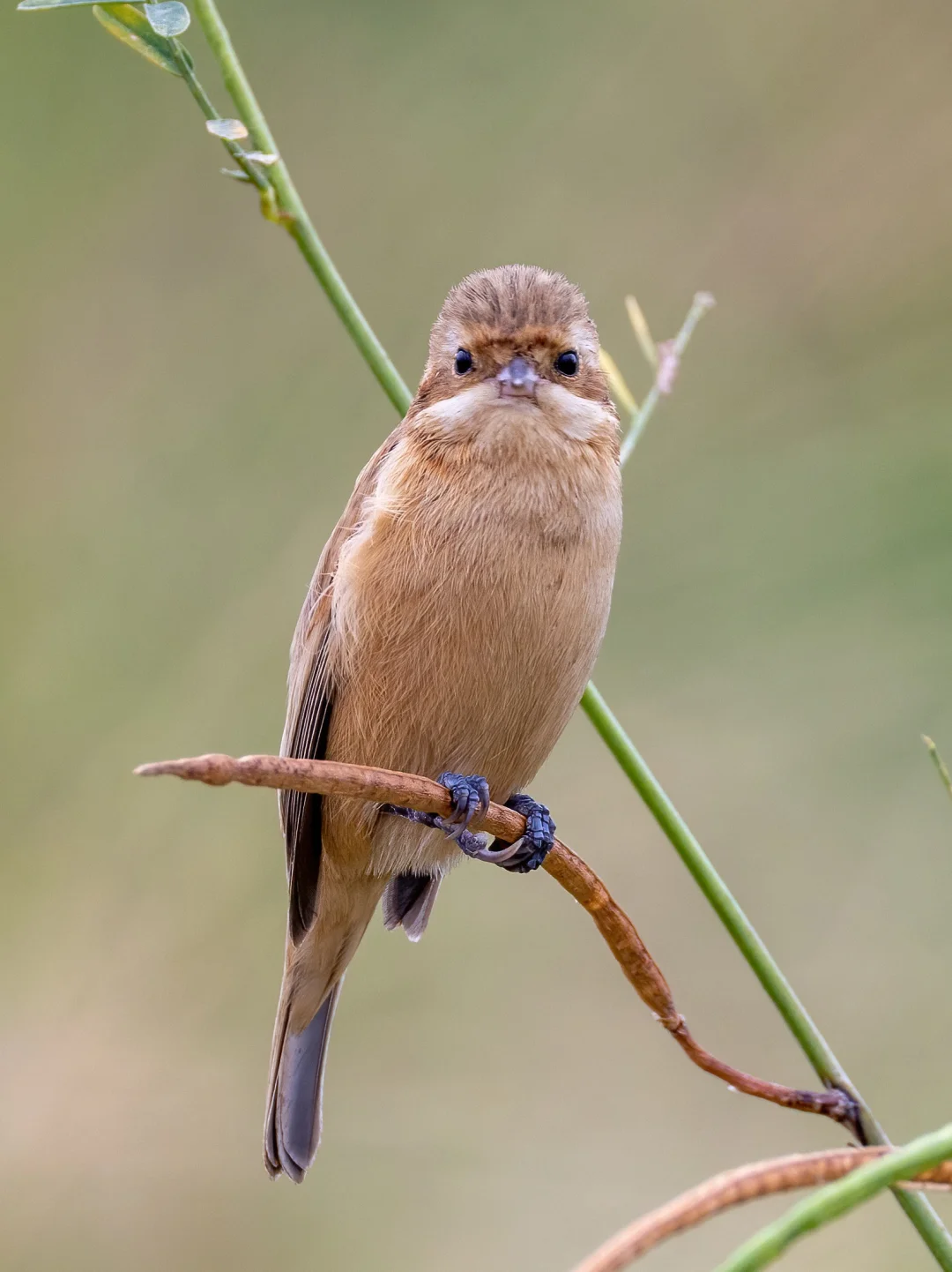 中华攀雀南迁到了广东啦