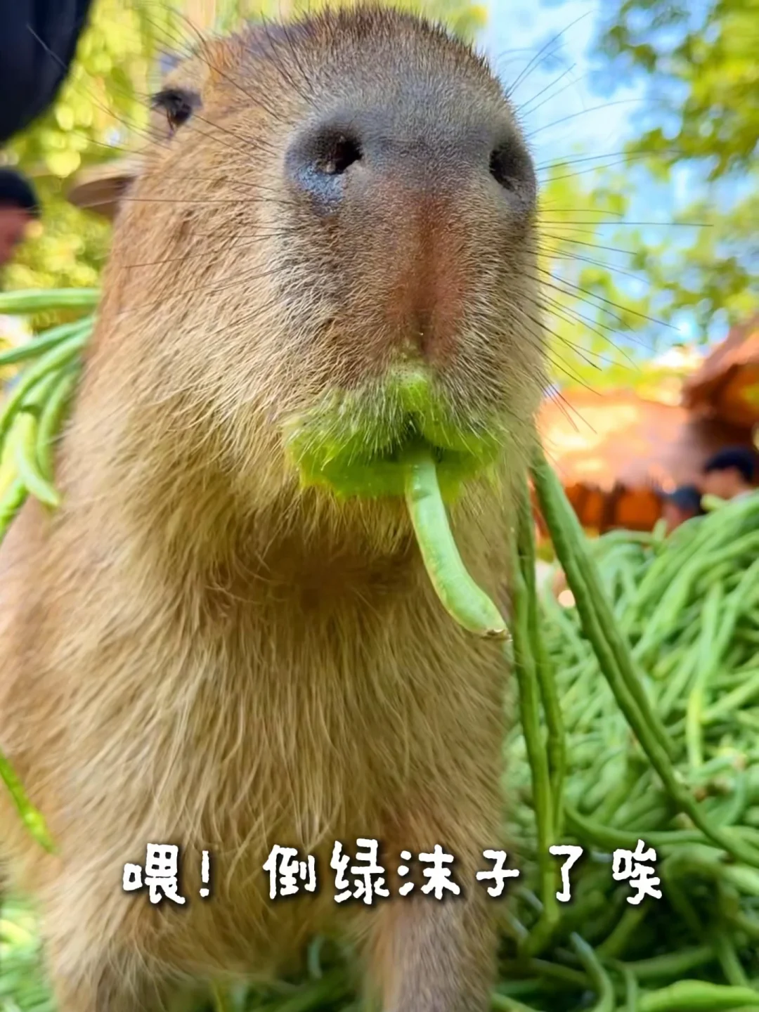 重生之我在河南当水豚，开局被送一吨豆角！