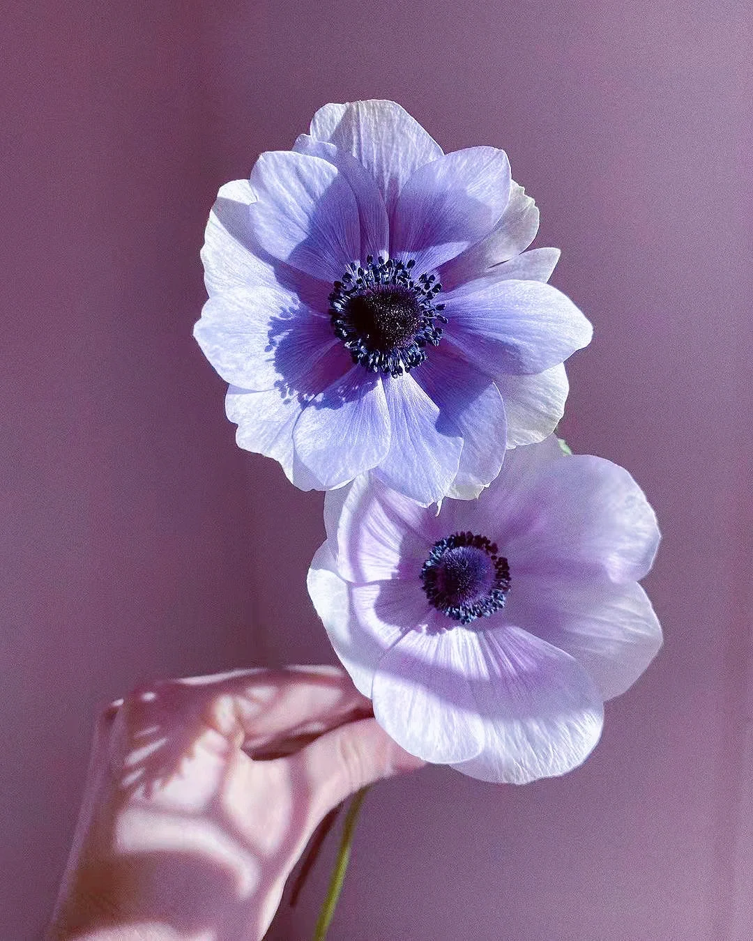 带你每天认识一种鲜花17｜银莲花