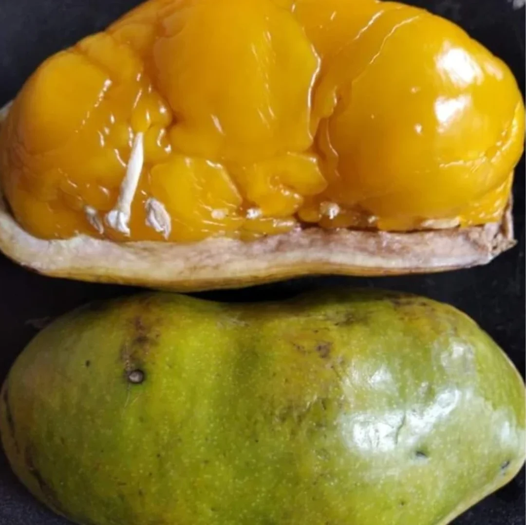 稀有水果～鸡油果（真的很像）Swartzia