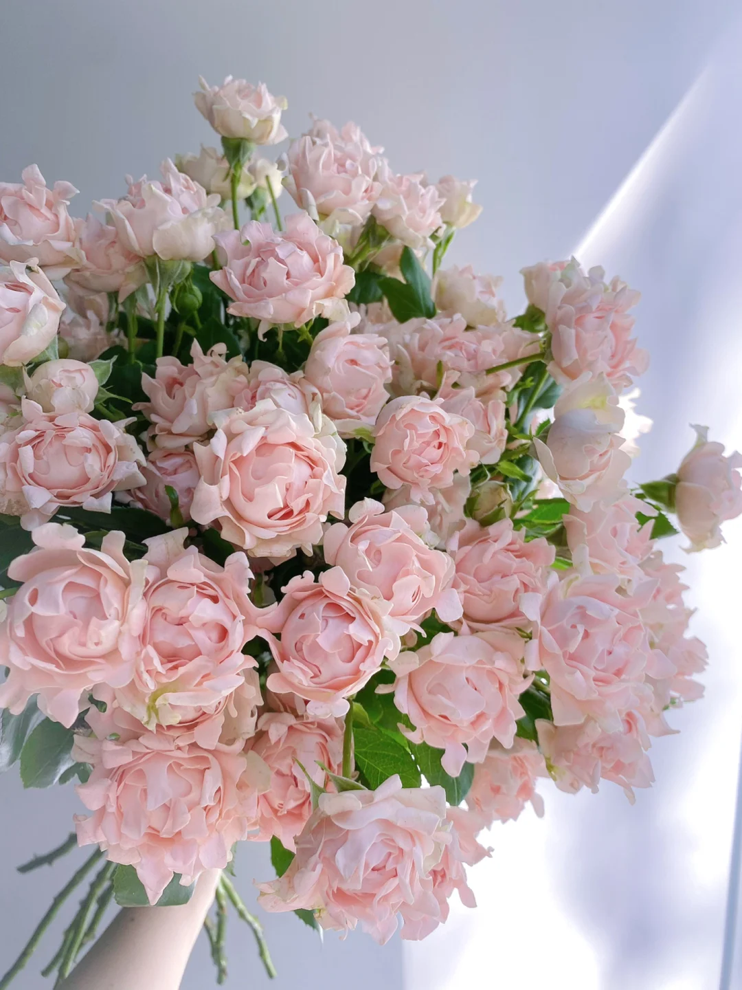 带你每天认识一种花材222｜多头玫瑰“苏芬”