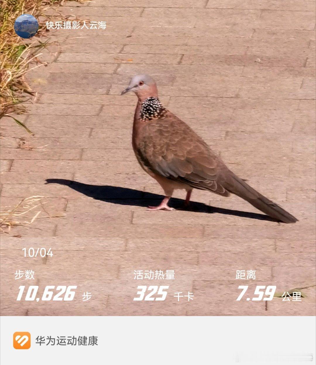 一只小鸟[照相机]#华为运动健康##快乐摄影人[超话]#  ​