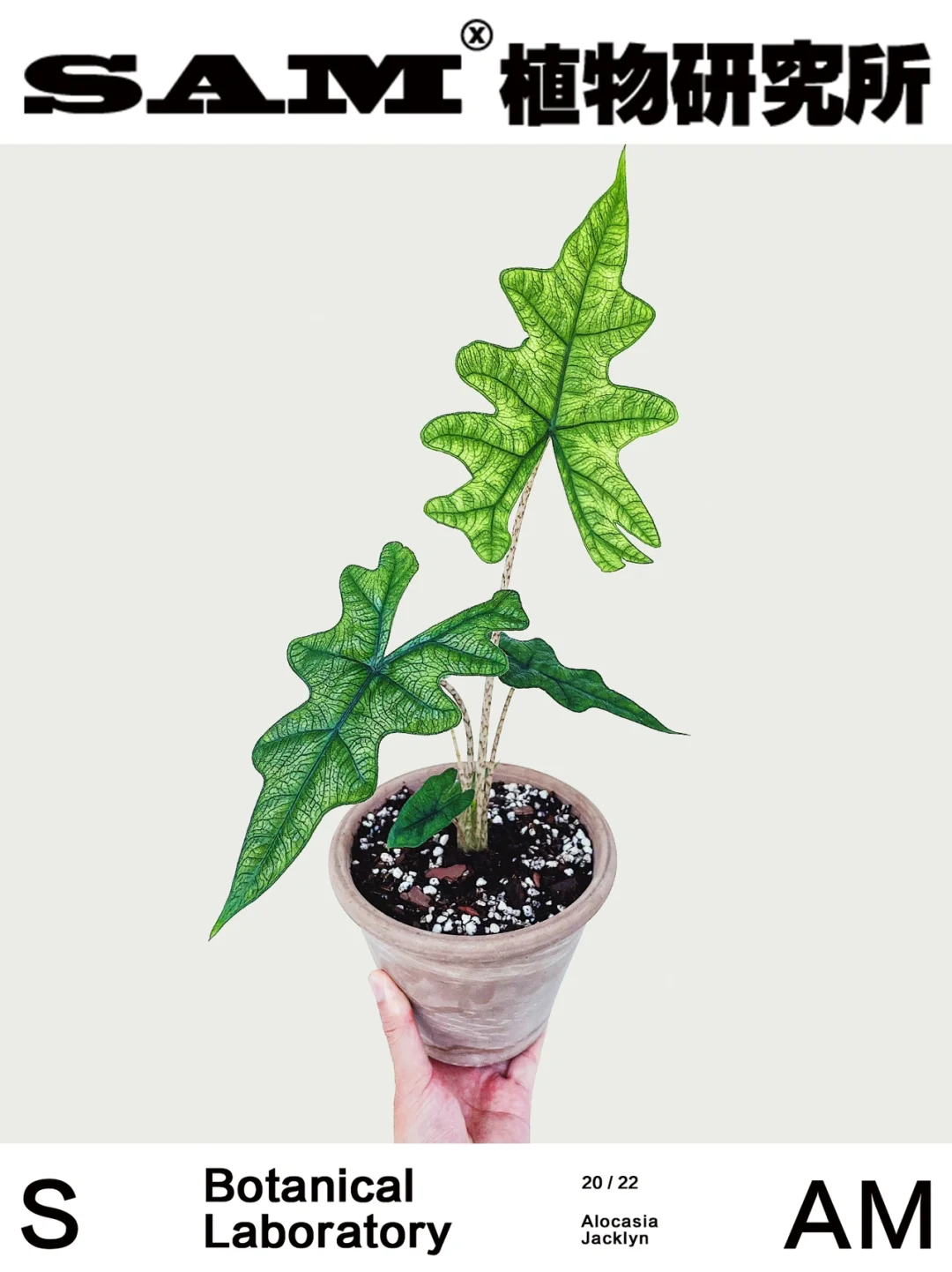 杰克林｜Alocasia Jacklyn