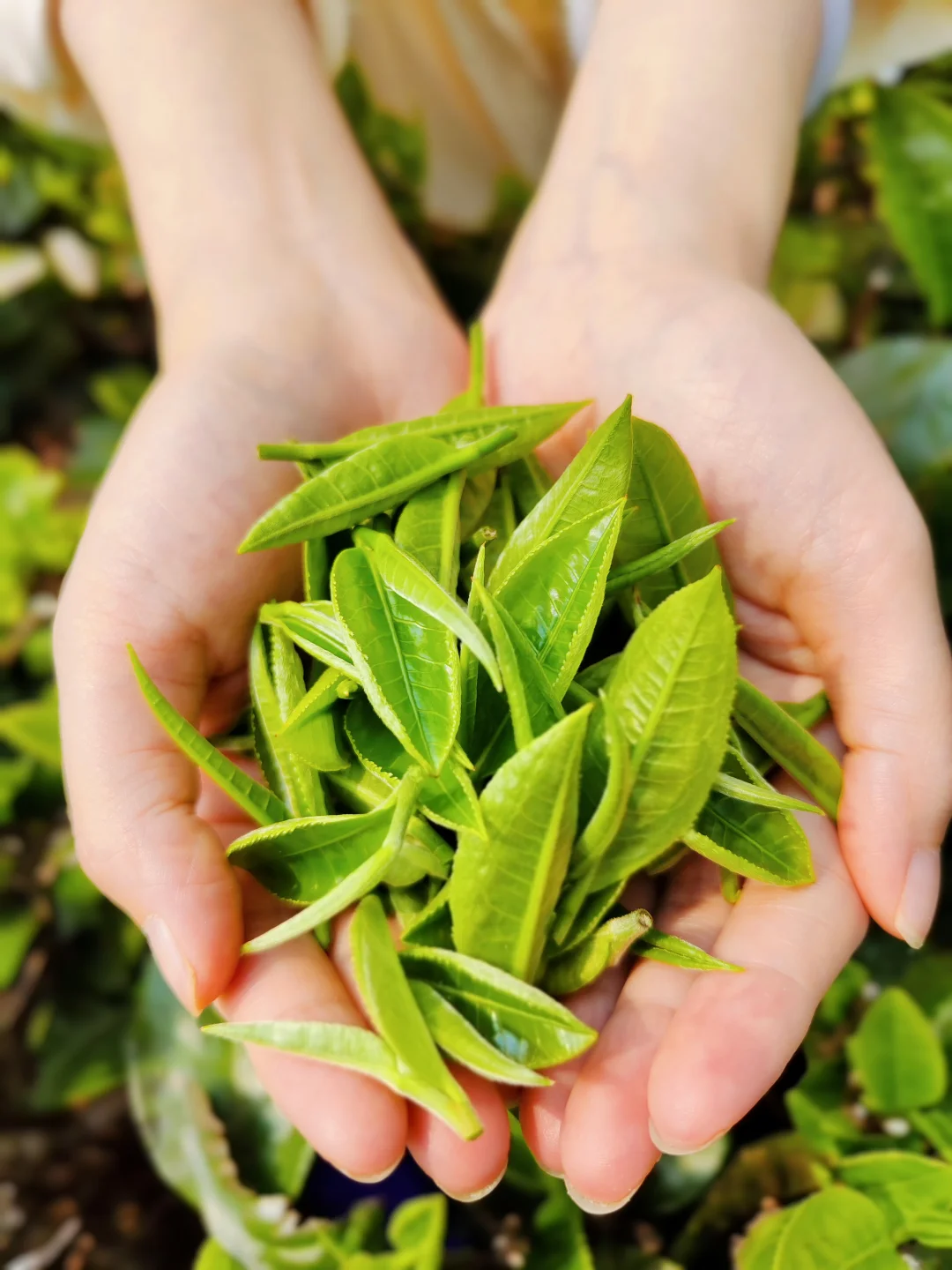 一分钟成为茶专家，懂得七大茶系走天下！