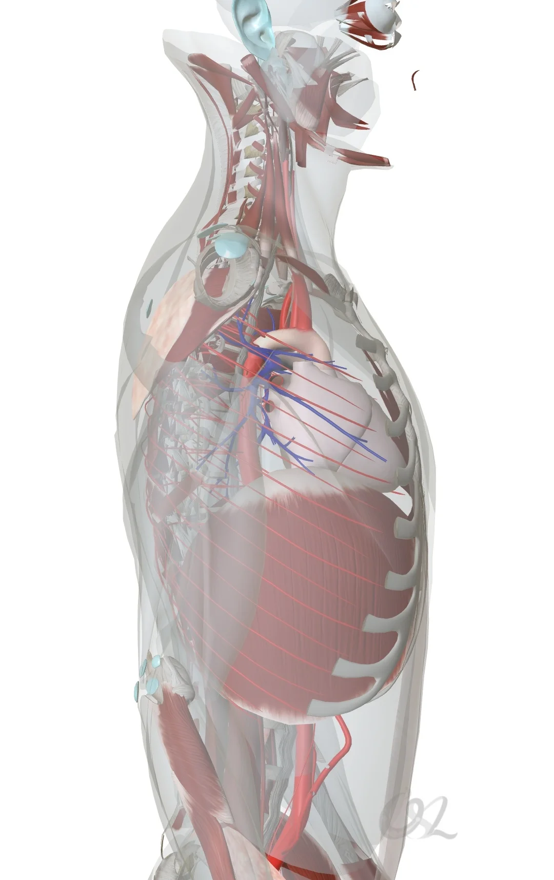 讲心包韧带与胸椎僵硬