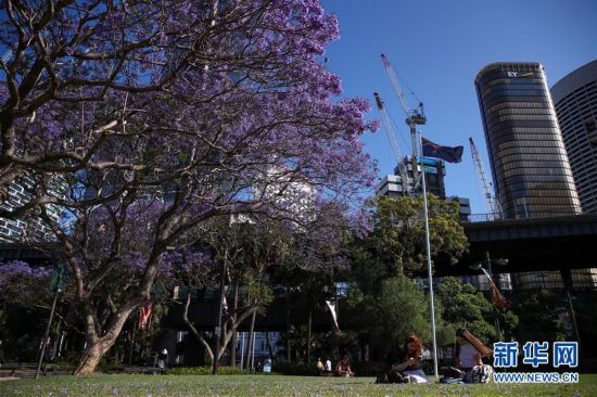 悉尼: 藍花楹盛放-圖9
