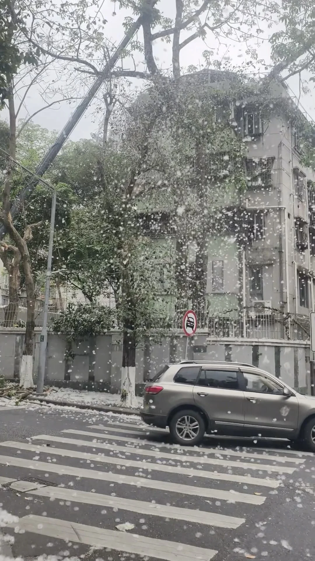 异木棉树上长出羊绒球，拍到广州初夏飘雪！