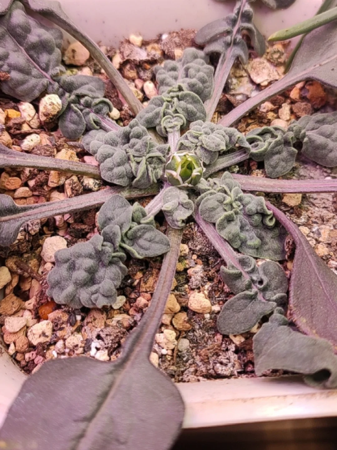 Centaurea aegilophila 菊