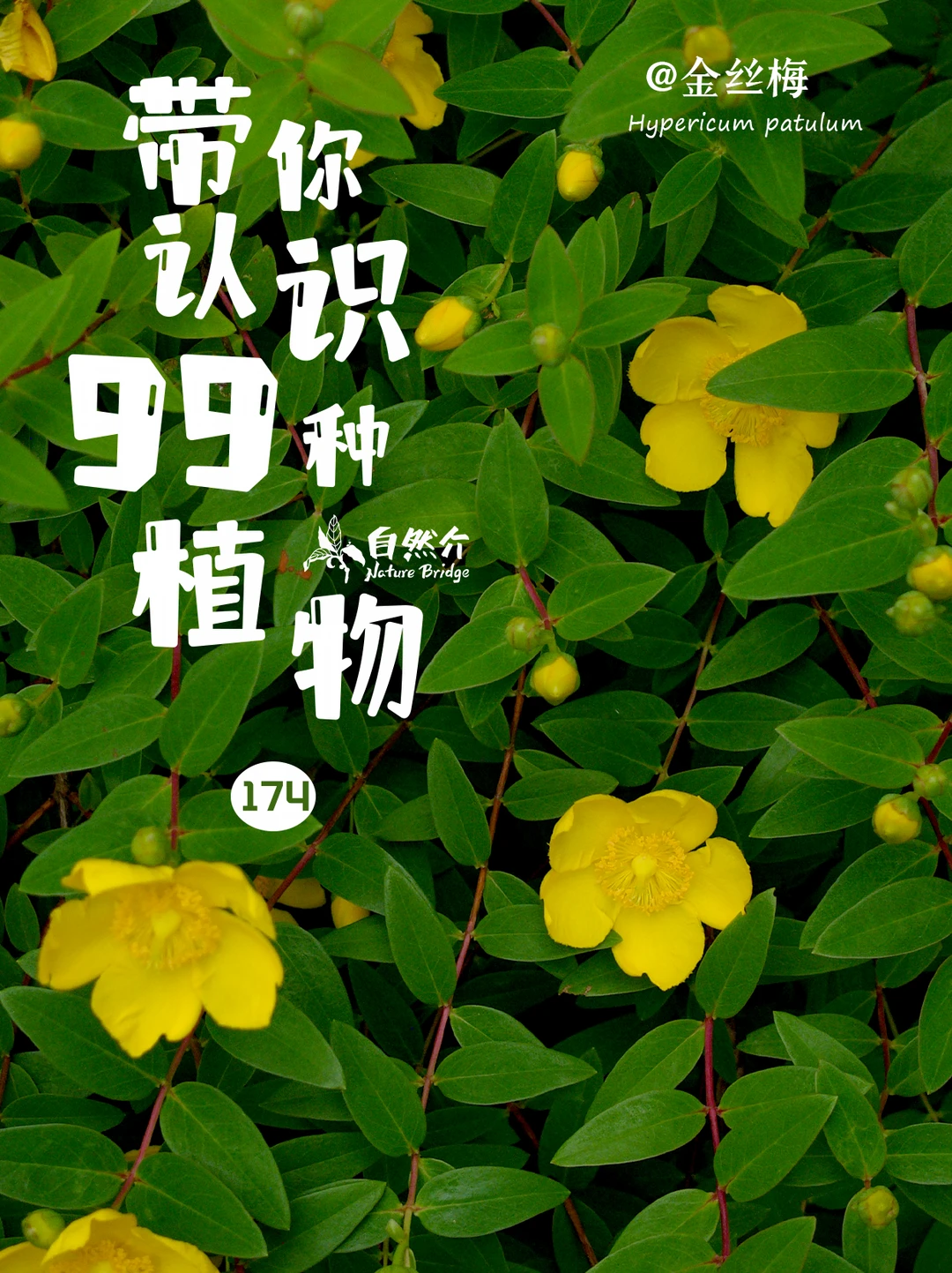 带你认识99种植物–金丝梅