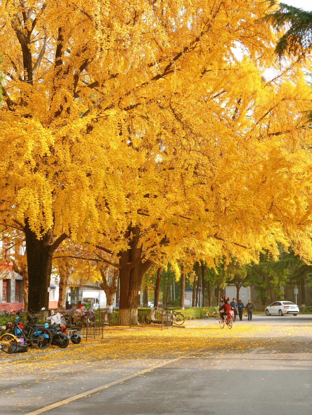 12.10live实拍！不愧是川大银杏天花板！