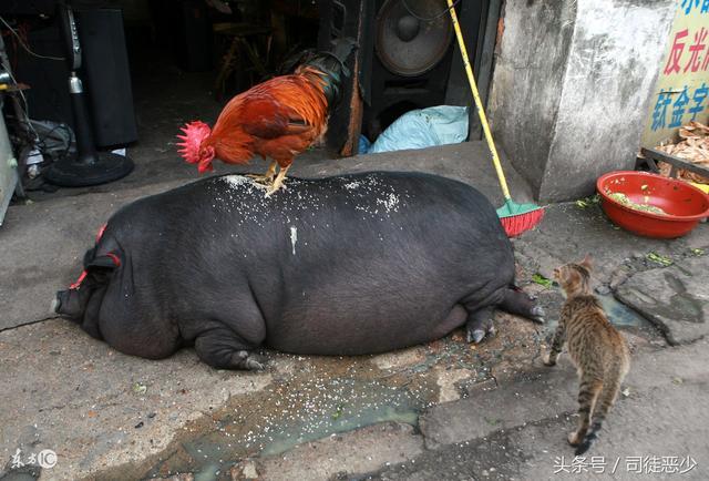 猪尾巴去哪了？规模化养猪里的“断尾”真相

逛菜市场的人或许会发现：记忆里弯弯长长、能卤能炖的猪尾巴，如今大多只剩一小截尾根，完整长尾越来越难见到。原因并不神秘——自上世纪80年代起，生猪饲养走向规模化、集约化，高密度圈养让“咬尾综合征”成了猪场头疼的难题。

猪原本爱拱爱探，尾巴是同伴间交流、驱赶