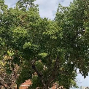 在麦田触摸丰收的喜悦