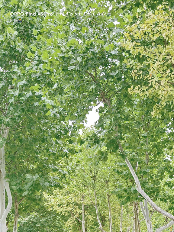 一丛丛绿意