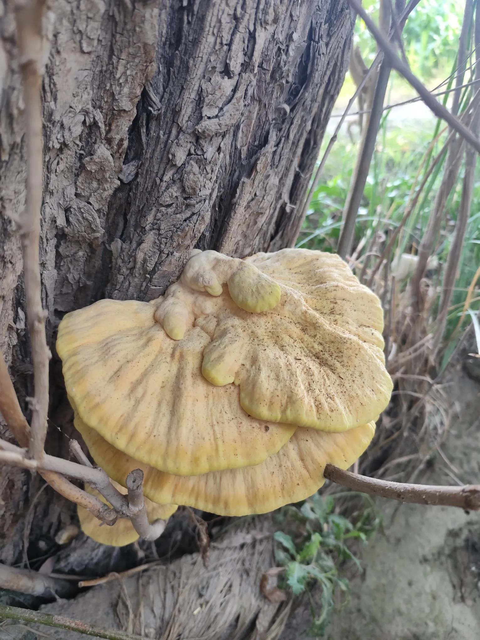太奇怪了，谁知道这是啥东西，树上长的，长得非常快，摸起来软软的