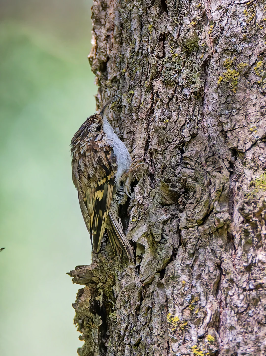 看不见我？旋木雀的完美树皮伪装